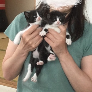 この子の家族になって下さい