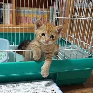 人懐っこい茶トラの子猫 里親様募集中
