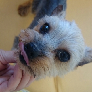 おむスケの家族になっていただけませんか？