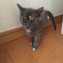 生後2ヶ月弱のねこちゃんです