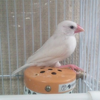 生まれて1ヵ月半の甘えんぼ愛嬌たっぷり文鳥