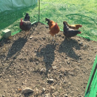 名古屋コーチン、岡崎おうはん （雄）