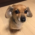 海外転勤の為、里親急募！