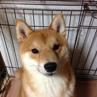 チョビ
