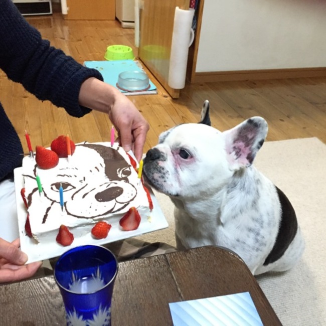 せるぴこのカバー写真