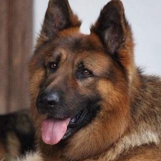 優しいシェパード募集！！