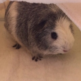 モルモット/女の子