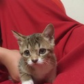 至急募集！子猫