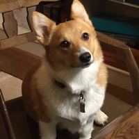 幸 (コーちゃん)