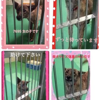 里親様が決まりました　ありがとうございました