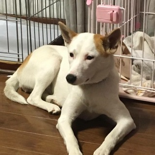 ビビリなメリちゃんにどうか家族を