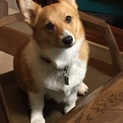 1歳未満の人懐こいコーギーちゃん です。