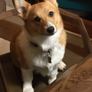 1歳未満の人懐こいコーギーちゃん です。