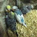セキセイインコ 雛
