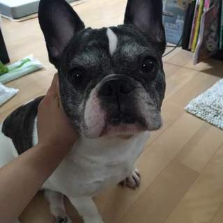 フレンチ・ブルドッグ