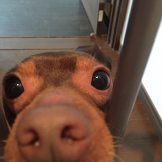 可愛がってくださる方、お願いします！