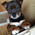 のんびり 大らかな ジョンくん！