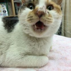 ねこさと～nyamuzucompany里親会