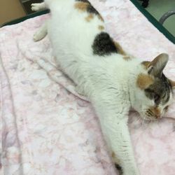 ねこさと～nyamuzucompany里親会 サムネイル2