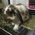 ホーランドロップ♀生後5カ月譲ります