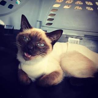 3姉妹で遺棄されたほのかちゃん