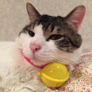 とても慣れていてかわいいオス猫ちゃん 去勢手術済み
