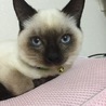 みいず