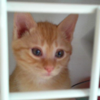 活発で甘えん坊の男の子♫