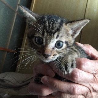 元気いっぱいトラ猫ちゃん