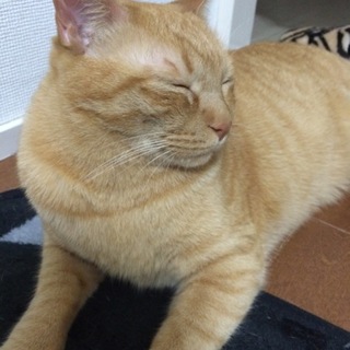 里親募集です!!