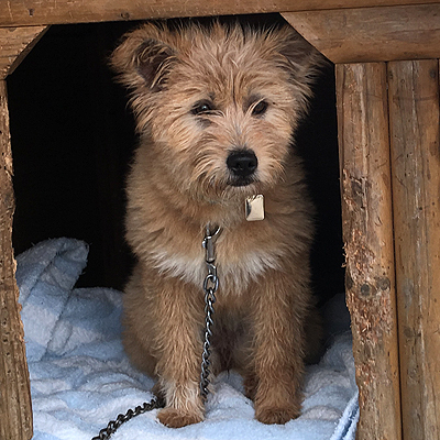 テリアミックスの可愛いア 茨城県 犬の里親募集 ペットのおうち 月間利用者150万人 テリアミックスの可愛いア 茨城県 犬の里親募集 ペットのおうち 月間利用者150万人