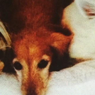 甘えん坊で健康なダックス 女の子です☆