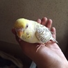 セキセイインコ里親募集　東京文京区 サムネイル2