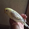 セキセイインコ里親募集　東京文京区 サムネイル3