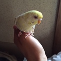 セキセイインコ里親募集　東京文京区