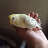 セキセイインコ里親募集　東京文京区 サムネイル4