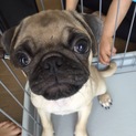 パグ♂四ヶ月