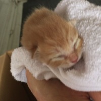 名前はまだないです