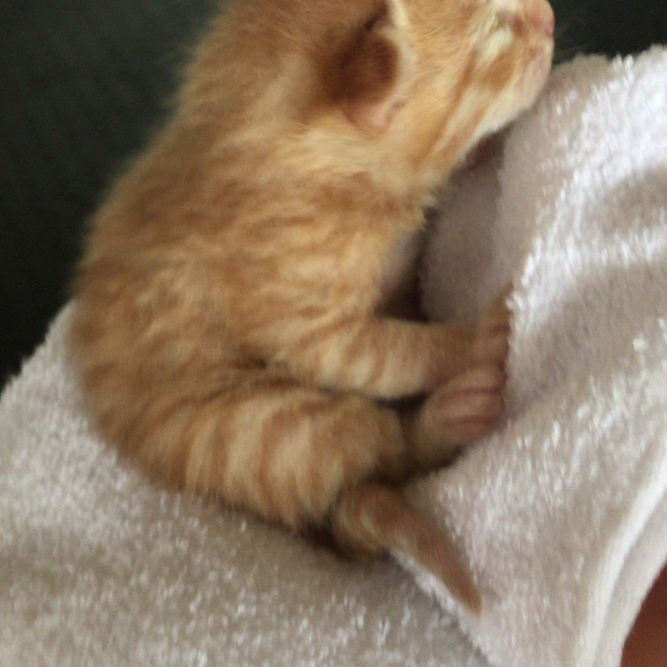 名前はまだないですのカバー写真