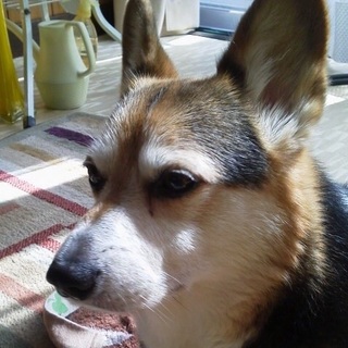 おとなしい子です。散歩大好きです。