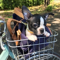 ピノコ