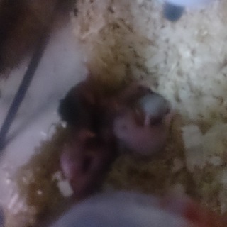 パールドワーフハムスターの里親募集