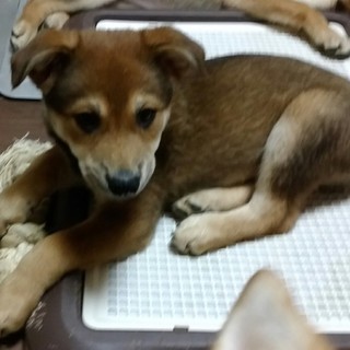 2月20日頃生まれのショコラちゃん