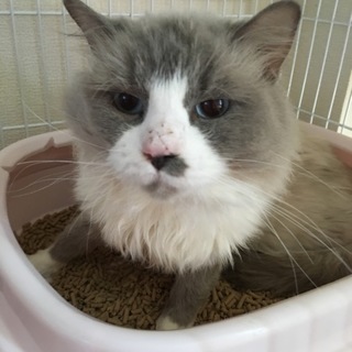 おっとり♡ラグドールのデイジーくん