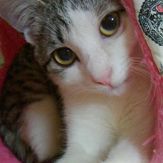 代理募集・ジュリ