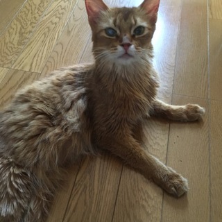 ソマリ☆アイちゃん