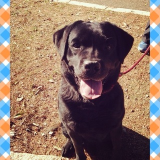 飼育放棄だけど性格二重丸のラブラドールレトリーバー