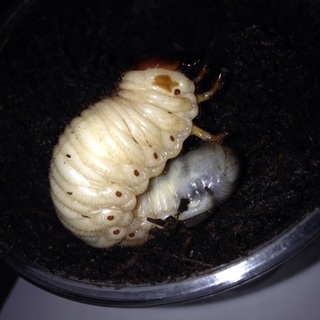 カブトムシの幼虫