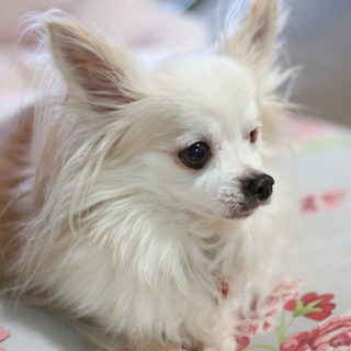 男性が大好きなチワワです☆