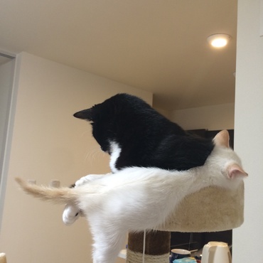 はなまるくん、はみ出して寝てるけどそれで正解ですか？(^◇^;)